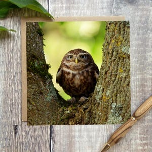 Tiny Owl-wenskaart - wenskaart met prachtige uil op de voorkant - natuurkaart - uilkaart - verjaardagskaart kleine uil