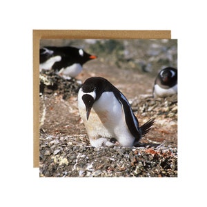 Carte de voeux pingouin Adélie et poussin - carte de voeux pingouin - carte d'anniversaire pingouin - carte pingouin - carte pingouin Adélie en Antarctique