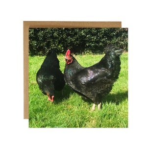 Carte de voeux poules noires - carte poulet - carte basse-cour - carte de voeux poulets