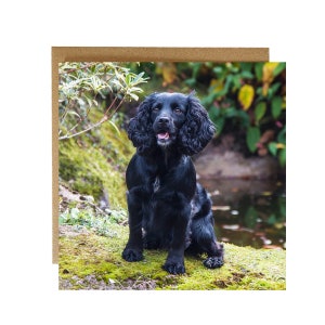 Carte de voeux épagneul noir - carte d'anniversaire épagneul noir - carte épagneul noir sur fond noir carte carte chien