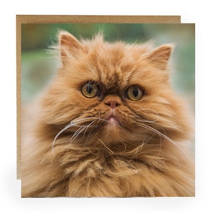 Carte de voeux chat - carte de voeux avec un joli chat roux sur le devant - carte d'anniversaire chat - carte chat - carte chaton roux - chat roux