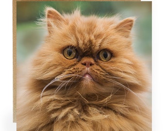 Cat greeting card- greeting card with a lovely ginger cat on the front - Cat birthday card - cat card - ginger kitten card - ginger cat