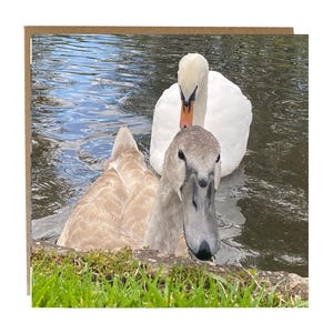 Carte de voeux cygne et chevalière - carte de cygnes pour toutes les occasions - faune britannique - carte d'anniversaire de cygnes
