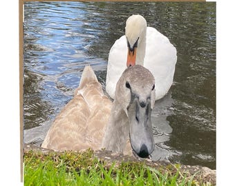 Swan Greeting Card: British Wildlife Art - All Occasions