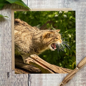 Carte de voeux chat sauvage - carte de voeux avec un joli chat sauvage sur le devant - carte d'anniversaire chat - carte chat - carte - carte chat d'anniversaire