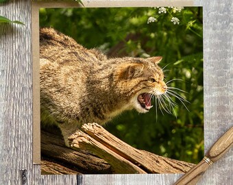 Wild Cat greeting card- greeting card with a lovely wild cat on the front - Cat birthday card - cat card -  card - birthday cat card