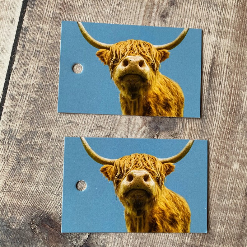 K&ouml;nnte beinhalten: Zwei blaue Geschenkanh&auml;nger mit einem Nahaufnahmebild eines Hochlandrindes mit langem, struppigem Fell. Die Kuh schaut direkt in die Kamera mit einem neugierigen Ausdruck.