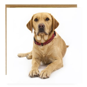 Gele Labrador-wenskaart - labradorkaart - Labrador-verjaardagskaart - labradorkaart - schattige puppy-wenskaart - labrador