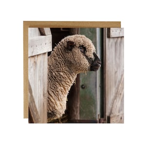 Sheep greeting card - sheep looking out of barn greeting card - countrylife greeting card - woolly sheep greeting card - sheep card