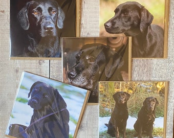Black Labrador Greeting Cards - Dog Lover Gift (Pack of 10)