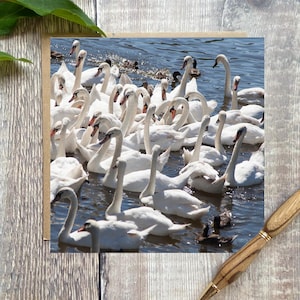 Carte de voeux cygne - carte de cygnes sur un lac pour toutes les occasions - faune britannique - carte d'anniversaire de cygnes