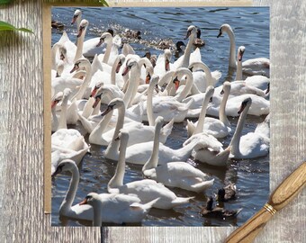 Swans on Lake Greeting Card - British Wildlife Birthday Card