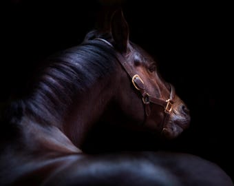 Equestrian Portrait: Brown Horse Fine Art Print