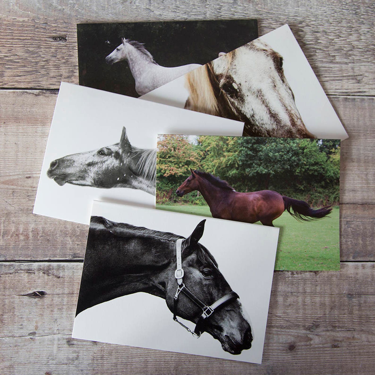 Horse Greeting Cards Pack of 5 Etsy UK