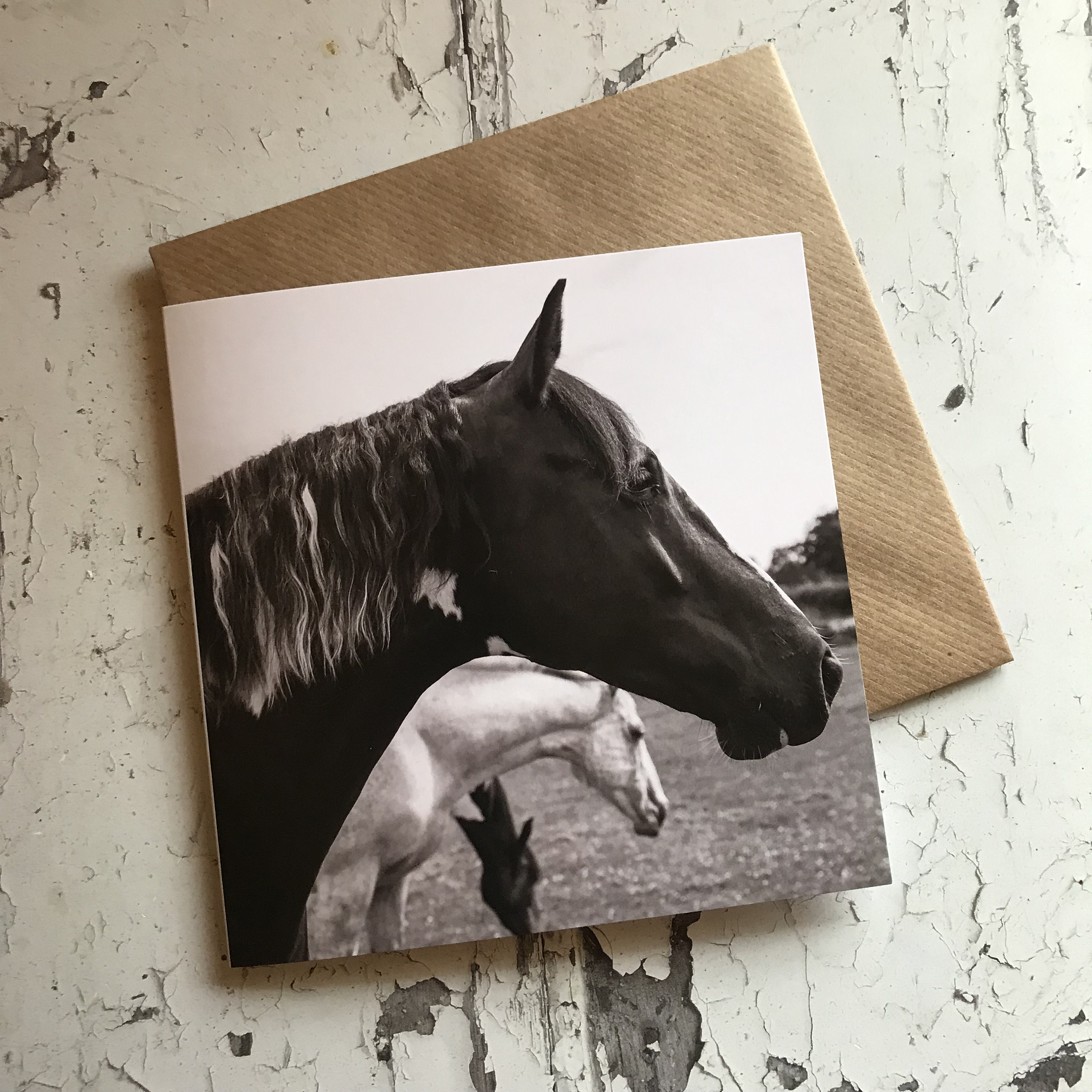 Pack of 5 Horse Greeting Cards Equestrian greeting cards Etsy