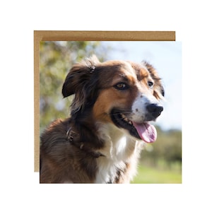 Carte de voeux de border collie - carte de voeux de chien colley heureux - carte d'anniversaire de chien - border collie tricolore / du chien / carte vierge de chien