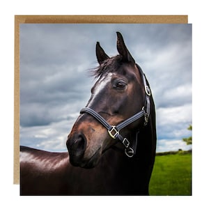Carte de voeux cheval - carte de voeux équestre - carte d'anniversaire cheval - carte vierge cheval - carte d'anniversaire portrait de cheval - carte équestre