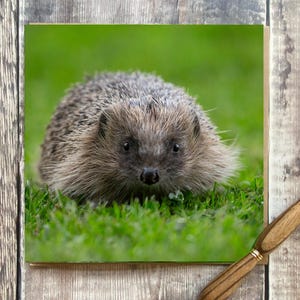 Carte de voeux hérisson - carte de voeux avec un joli hérisson - carte animalier - carte hérisson - carte d'anniversaire hérisson