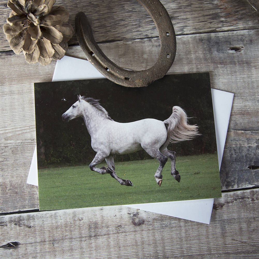 Horse Greeting Cards Pack of 5 Etsy UK