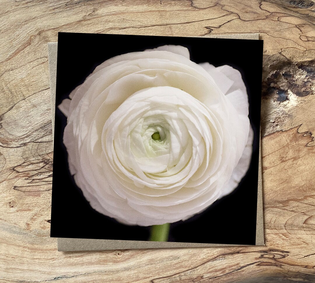 Ranunculus flower greeting card white and pink ranunculus Birthday card ...
