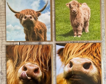 Highland Cow Photo Greeting Cards - Blank Inside, Set of 4