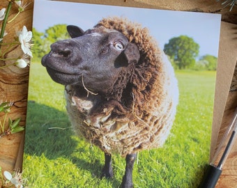 Biglietti d'auguri con animali da fattoria - Biglietti bianchi con buste riciclate