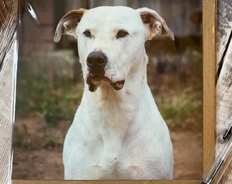 Dog Greeting Card: Good Boy Portrait - Blank Inside
