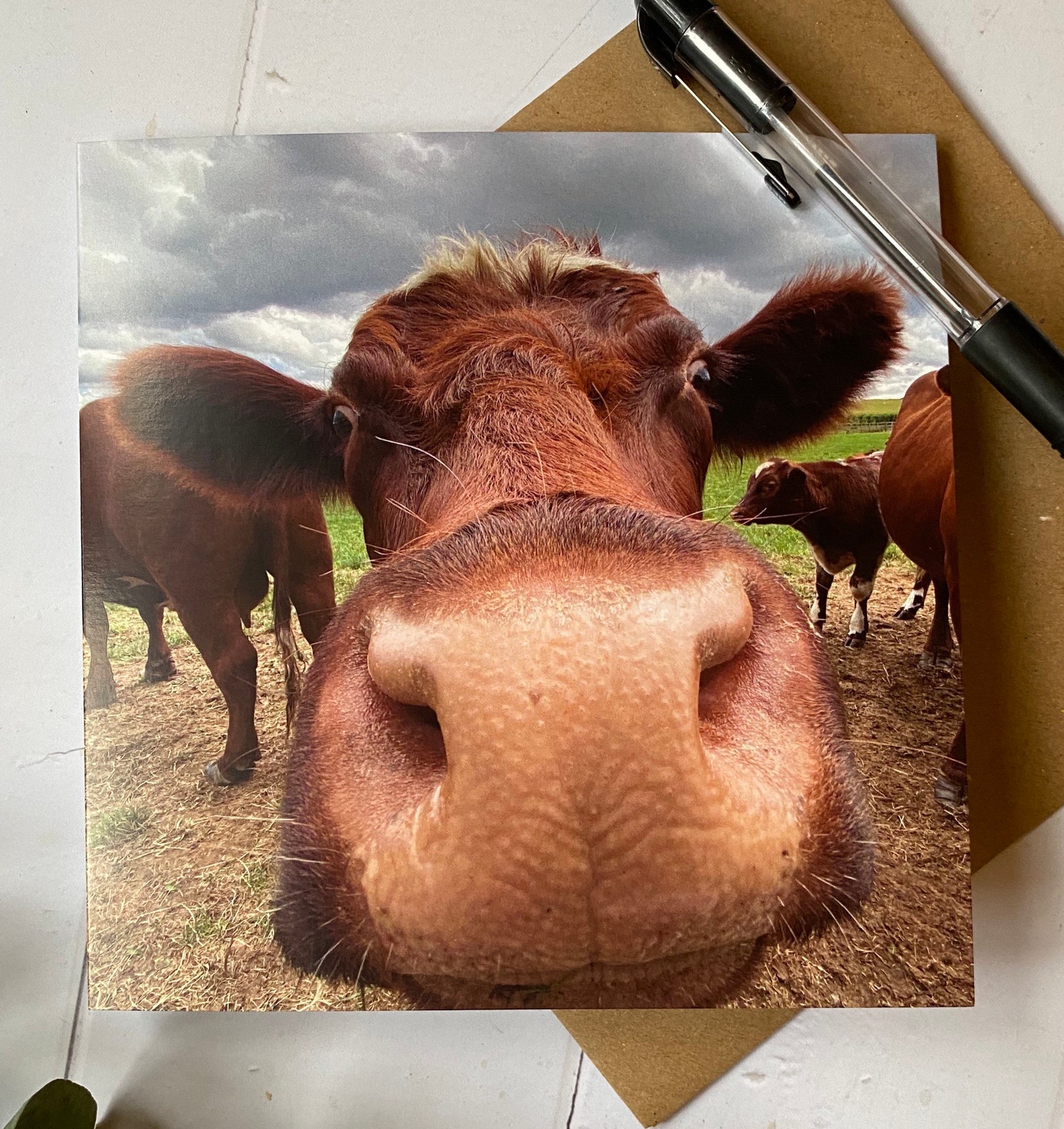 Cow Greeting Card Funny Cow Close Up Card Cow Birthday Card Funny Cow