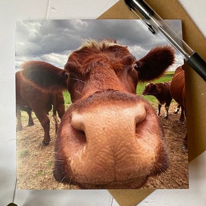 Carte de voeux vache - gros plan vache drôle - carte d'anniversaire vache - carte vache drôle