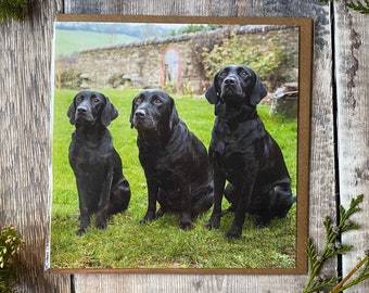 Black Labrador Greeting Card: Three Dogs in a Row