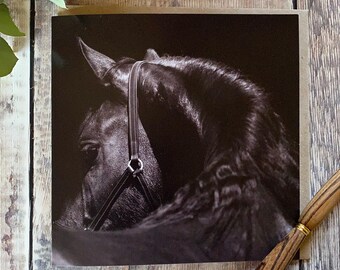 Black Horse Fine Art Greeting Card: Equestrian Gift for Horse Lover