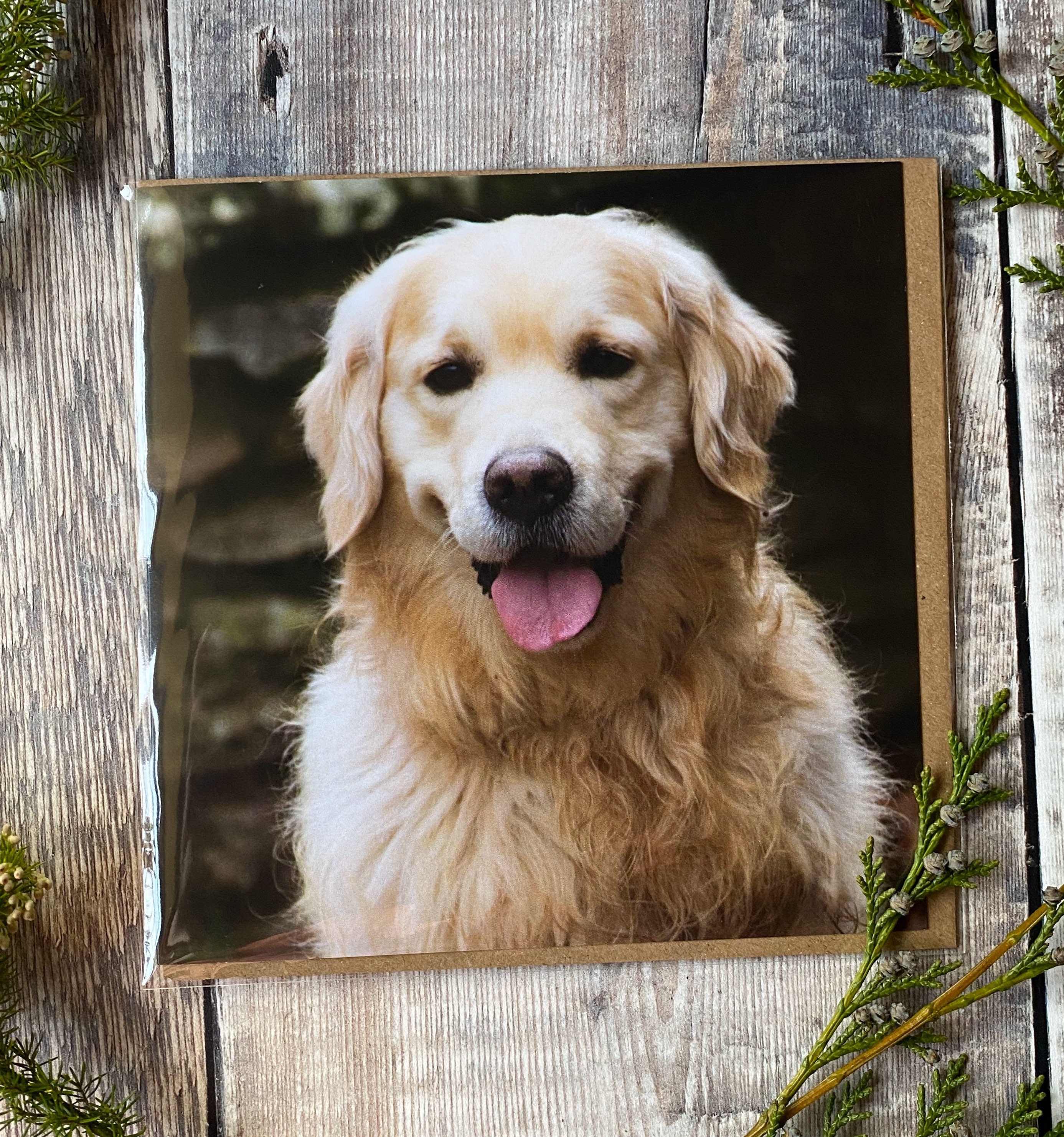Dog Greeting Card Dog Greeting Card