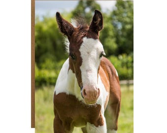 Foal Greeting Card: Equestrian card for any occasion - Lovely Foal birthday card