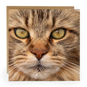 Carte de voeux chat - carte de voeux avec un joli chat maine coon sur le devant - carte d'anniversaire chat - carte chat - carte - carte chat maine coon