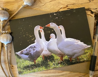 Geese standing in the lovely sunshine greeting card - geese card - geese birthday card