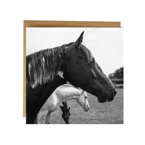 Black and White Horse Greeting Card: Equestrian Blank Card