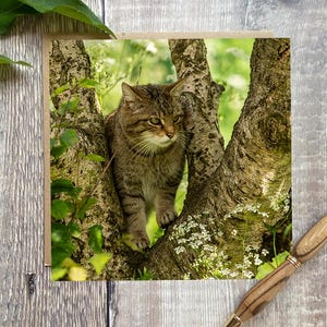 Carte de voeux chat sauvage - carte de voeux avec un joli chat sauvage sur le devant - carte d'anniversaire chat - carte chat - carte - carte chat d'anniversaire
