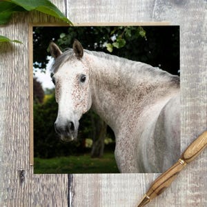 Horse Greeting Card: Equestrian Birthday Card