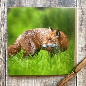 Fox-wenskaart - wenskaart met prachtige vos - wildlife-kaart - hertenkaart - Fox-verjaardagskaart