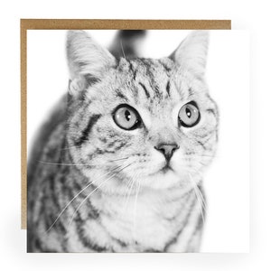 Carte de voeux chat - carte de voeux avec chat tigré argenté sur le devant - carte d'anniversaire chat - carte chat - cadeau chat