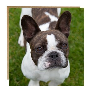 French bull dog greeting card - dog birthday card - dog card - Blank inside any occasion card - Frenchie dog card