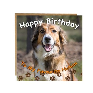 Happy Birthday from the Dog - Collie dog birthday card - From the dog on your birthday - collie dog birthday card