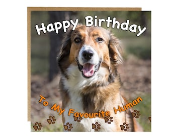 Happy Birthday from the Dog - Collie dog birthday card - From the dog on your birthday - collie dog birthday card