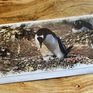 Penguin with baby penguin greeting card - Antarctica wildlife greeting card - penguin birthday card