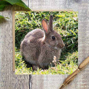 Rabbit greeting card - rabbit card - rabbit birthday card - brown rabbit card - RABBIT birthday card - card for friend - card for -
