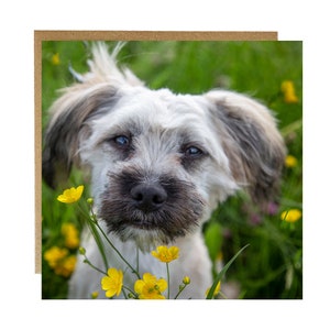 Hondenkaart - kaart schattige witte hond - verjaardagskaart hond - beterschapskaart hond - kaart schattige hond tussen boterbloemen