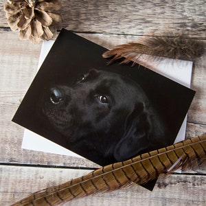 Carte de voeux labrador noir - carte d'anniversaire labrador - carte labrador - carte de voeux labrador - carte d'anniversaire labrador noir - carte chien labrador