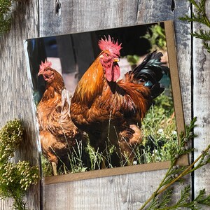 Carte de basse-cour - Regardez-vous mon oiseau - carte de voeux coq - carte de voeux poulet - carte de voeux de basse-cour - carte poulet