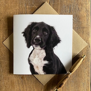 Carte épagneul, carte d'anniversaire épagneul noir et blanc - carte de voeux pour chien - carte pour amoureux des chiens - carte chien noir pour toute occasion, épagneul noir