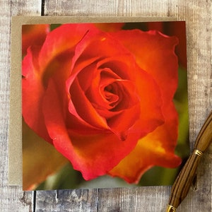 Carte rose orange - carte d'anniversaire fleur - rose orange sur carte de voeux - carte fleur - carte d'anniversaire femme - carte rose - carte d'anniversaire